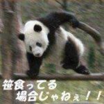 【ヘブバン】今回のアンケートにみんな何を書いた？